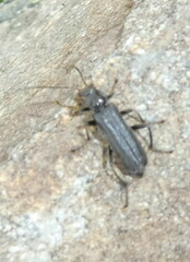 Cantharis tristis