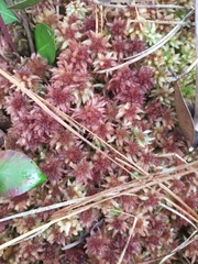 Sphagnum magellanicum