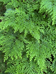 Selaginellales