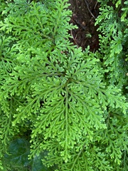 Selaginellales