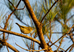 Phylloscopus proregulus