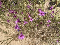 Penstemon thurberi