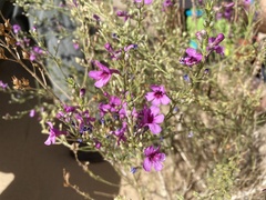 Penstemon thurberi