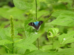 Astraptes fulgerator azul