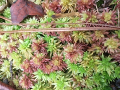 Sphagnum magellanicum