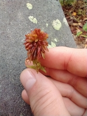 Sphagnum magellanicum