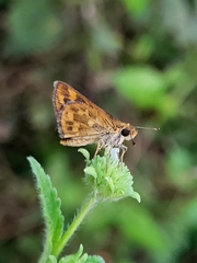 Taractrocera ceramas