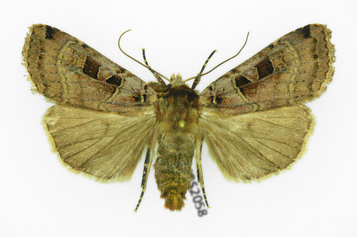 Double Square-spot