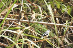 Sporophila morelleti morelleti