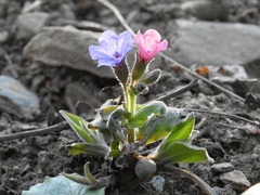 Pulmonaria officinalis