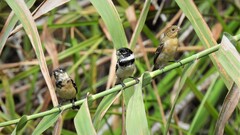 Sporophila morelleti morelleti