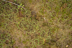 Targionia hypophylla