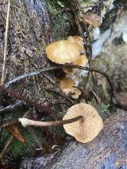 Kuehneromyces lignicola