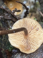 Kuehneromyces lignicola