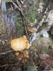 Kuehneromyces lignicola
