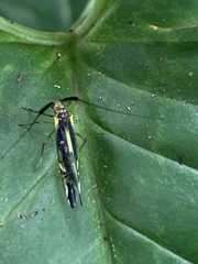 Thyrsophorinae