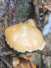 Kuehneromyces lignicola