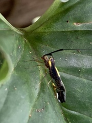 Thyrsophorinae