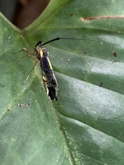Thyrsophorinae