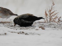 Melanocorypha yeltoniensis