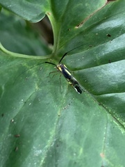 Thyrsophorinae