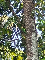 Psilopogon viridis
