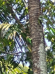 Psilopogon viridis