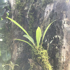 Anthurium gracile