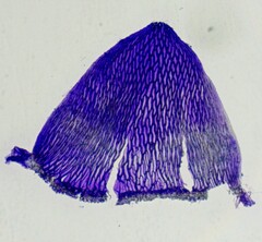 Sphagnum angustifolium