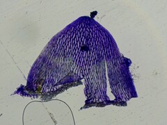 Sphagnum angustifolium