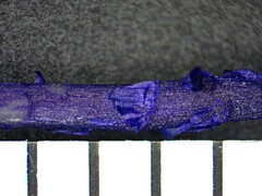 Sphagnum angustifolium