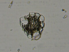 Sphagnum angustifolium