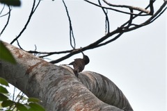 Xiphorhynchus spixii