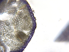 Sphagnum angustifolium