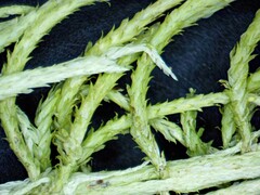 Sphagnum angustifolium