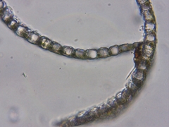 Sphagnum angustifolium