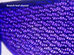 Sphagnum angustifolium