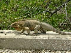 Cyclura nubila