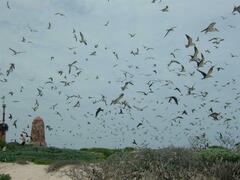 Onychoprion fuscatus