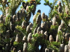 Abies balsamea