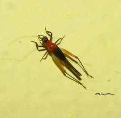 Homoeoxipha lycoides