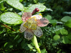 Tigridia meleagris