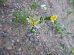 Raphanus raphanistrum