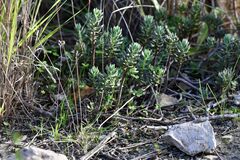 Petrosedum sediforme