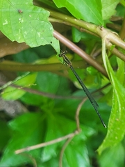 Prodasineura verticalis