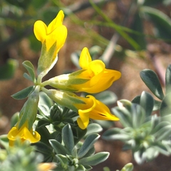 Lotus creticus