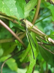 Prodasineura verticalis