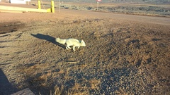 Vulpes lagopus