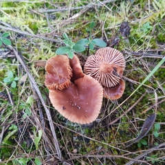 Lactarius hepaticus
