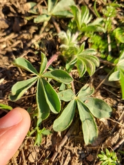 Lupinus hispanicus
